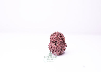 16 Mukhi Indonesian Rudraksha - 1611