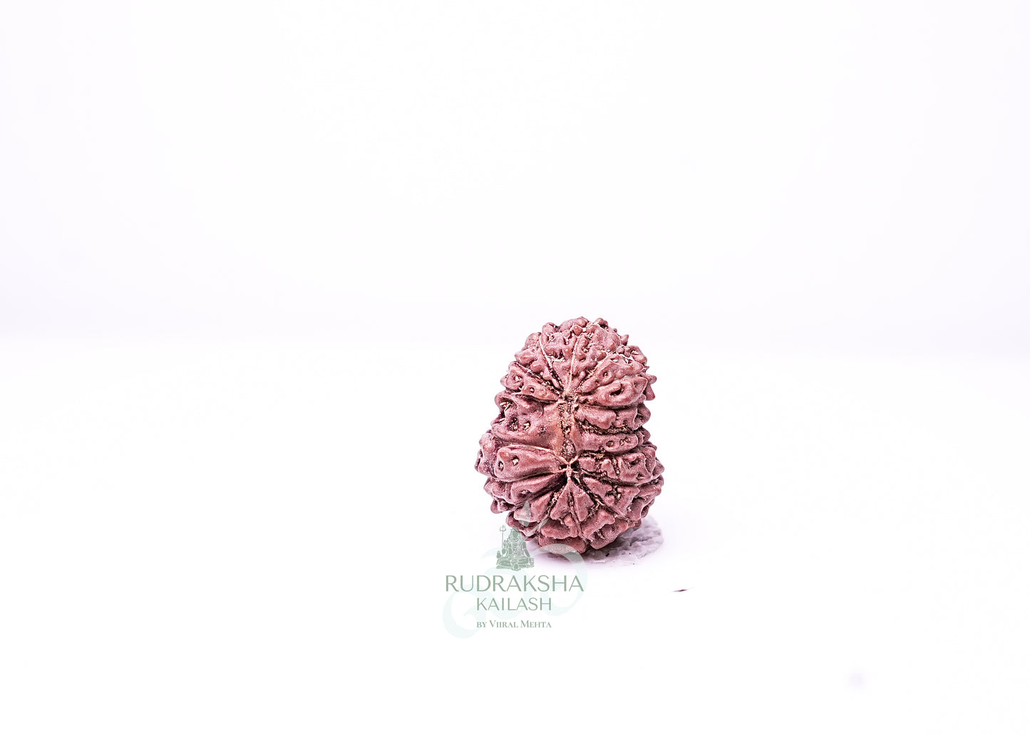 16 Mukhi Indonesian Rudraksha - 1611