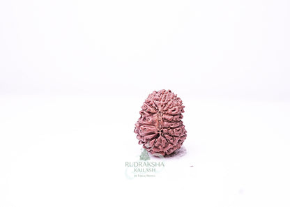 16 Mukhi Indonesian Rudraksha - 1611