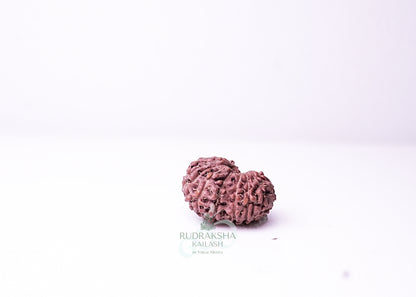 16 Mukhi Indonesian Rudraksha - 1611