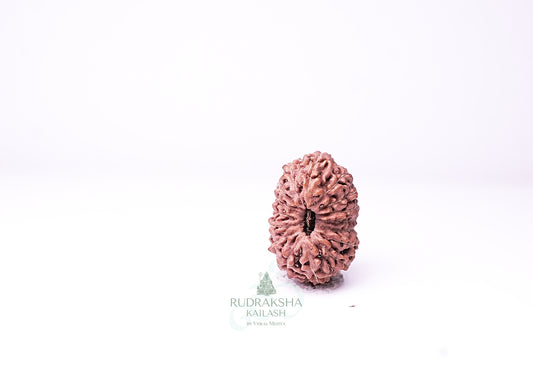 16 Mukhi Indonesian Rudraksha - 1612