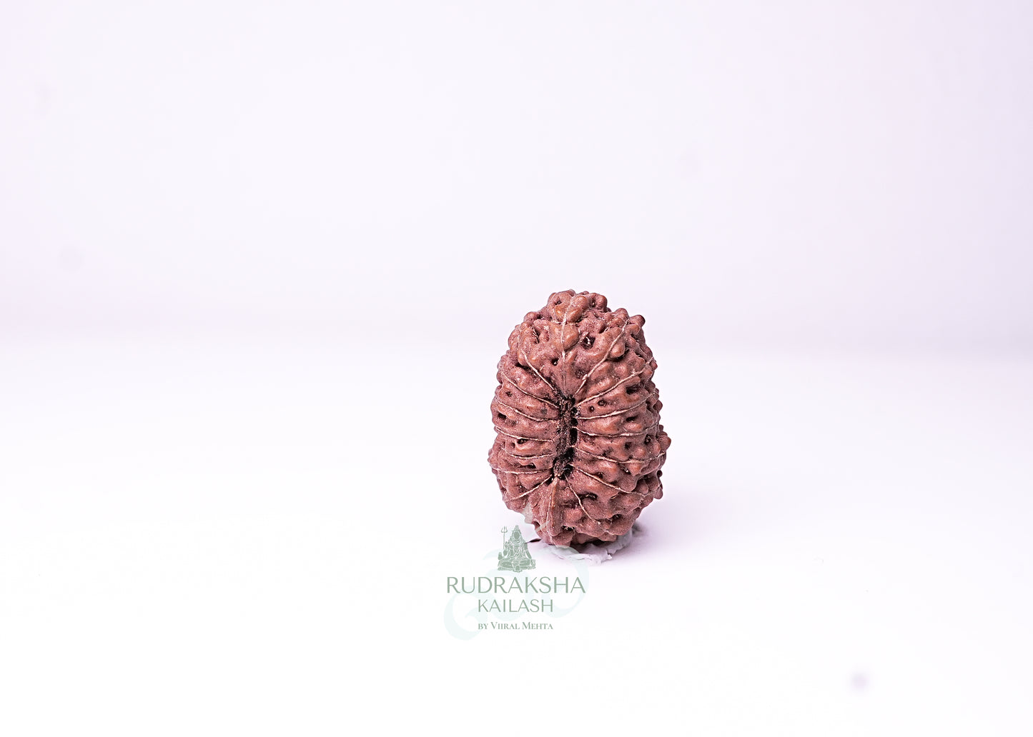 16 Mukhi Indonesian Rudraksha - 1612