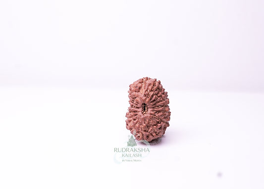 16 Mukhi Indonesian Rudraksha - 1613