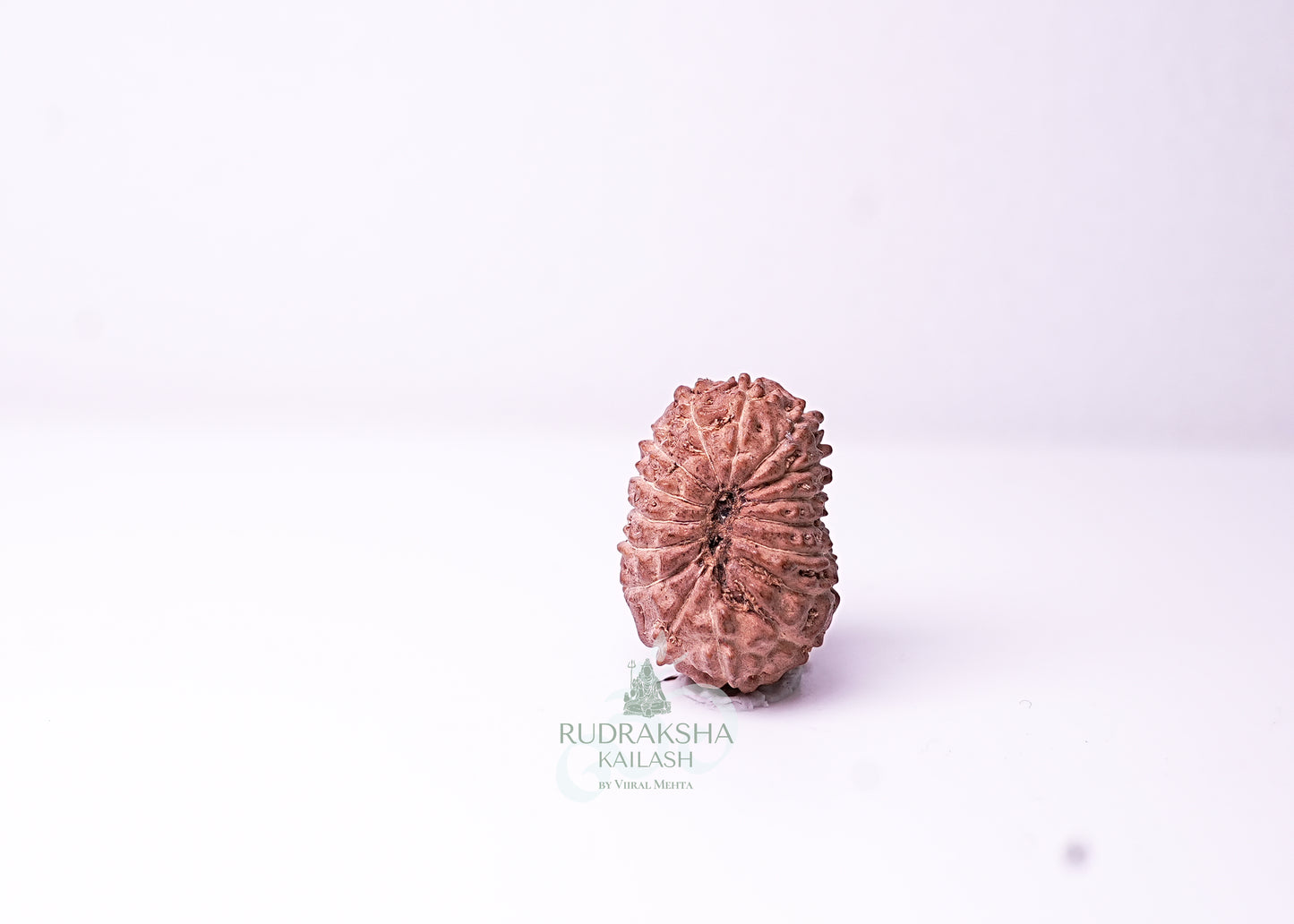 16 Mukhi Indonesian Rudraksha - 1613