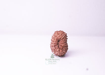 16 Mukhi Indonesian Rudraksha - 1613