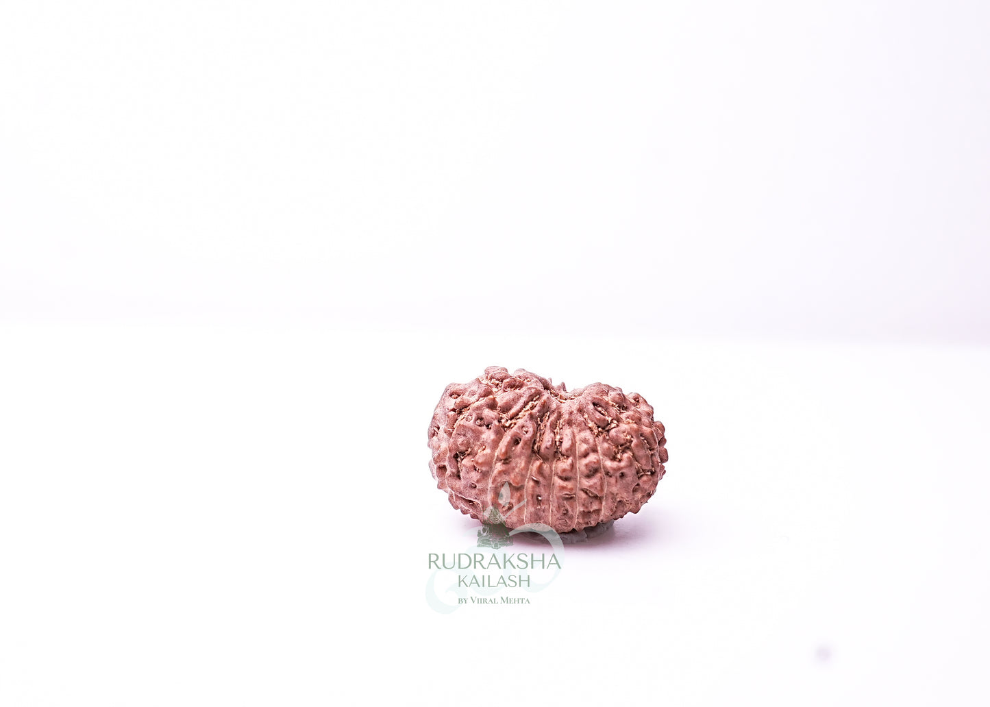 16 Mukhi Indonesian Rudraksha - 1613