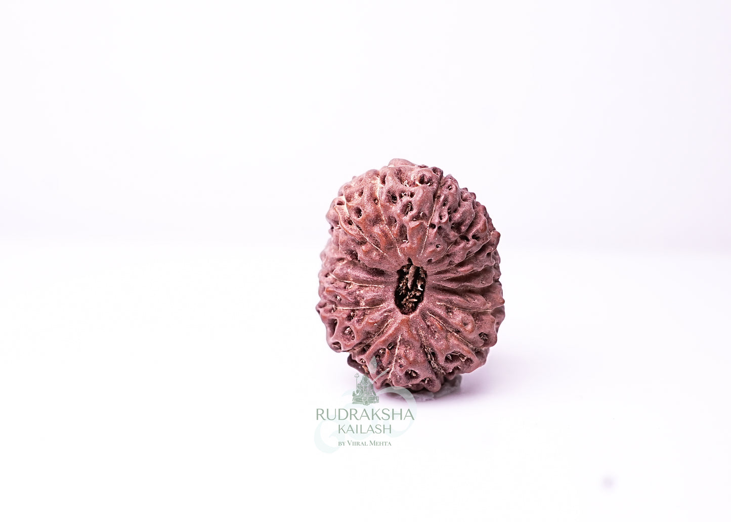 16 Mukhi Indonesian Rudraksha - 1614