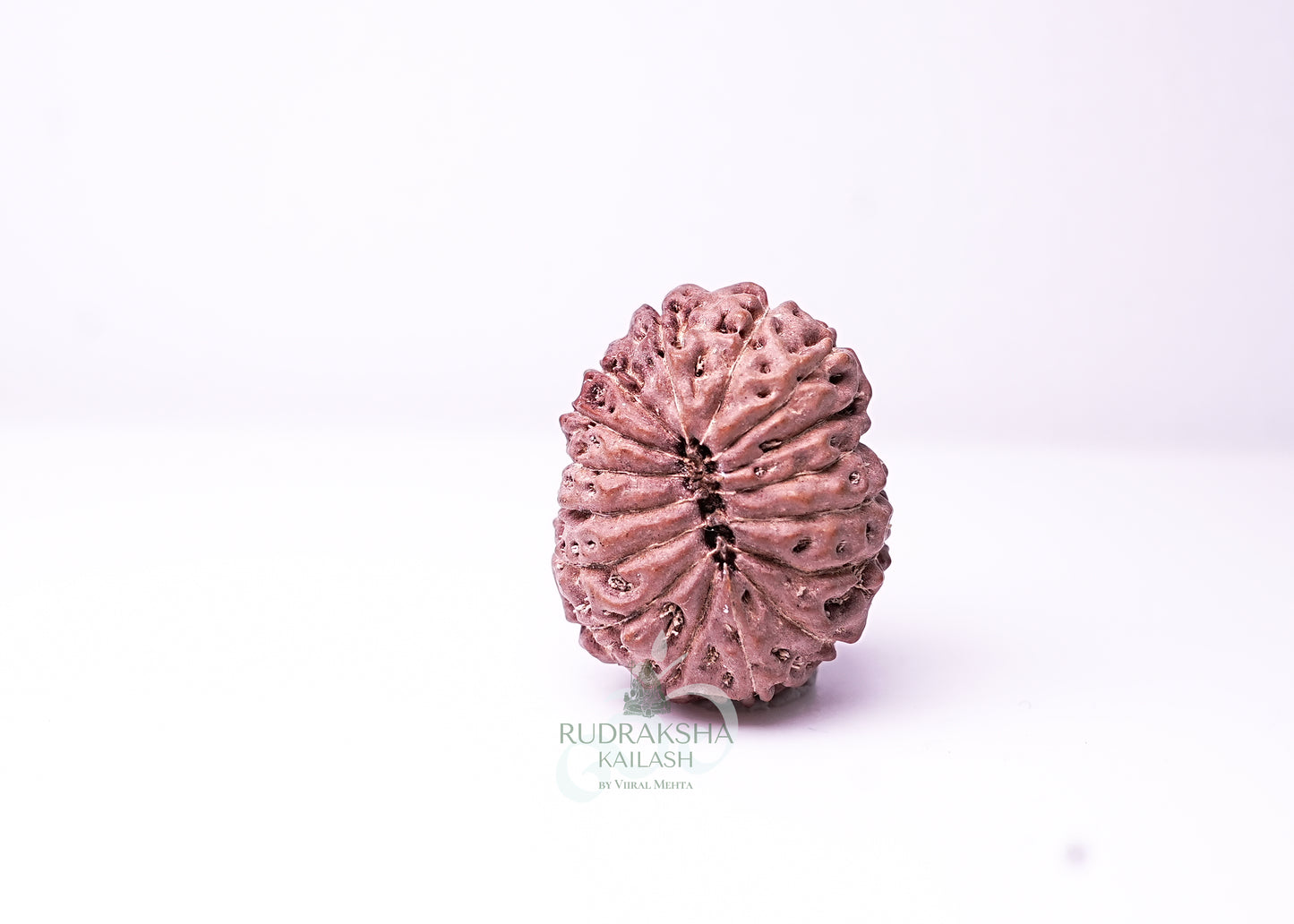 16 Mukhi Indonesian Rudraksha - 1614