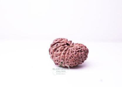 16 Mukhi Indonesian Rudraksha - 1614