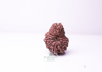 16 Mukhi Indonesian Rudraksha - 1615