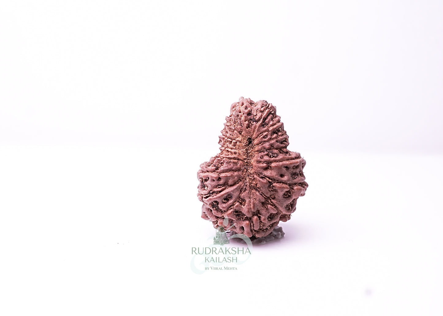 16 Mukhi Indonesian Rudraksha - 1615