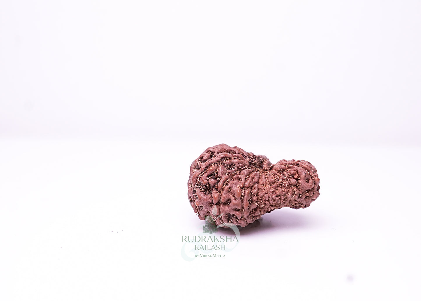 16 Mukhi Indonesian Rudraksha - 1615