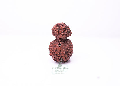 Indonesian Gaurishankar - 01