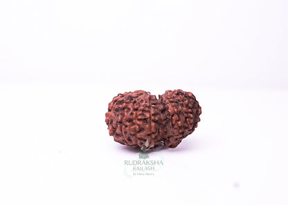 Indonesian Gaurishankar - 01