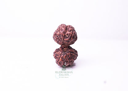 Indonesian Gaurishankar - 02