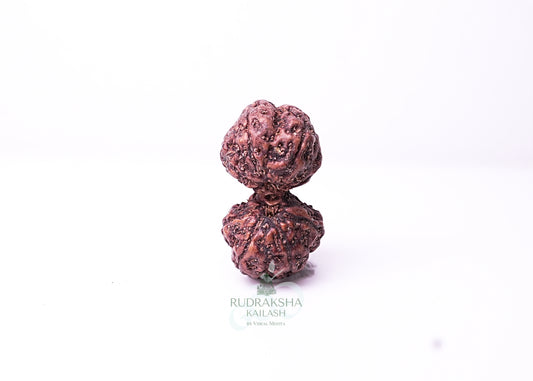 Indonesian Gaurishankar - 02