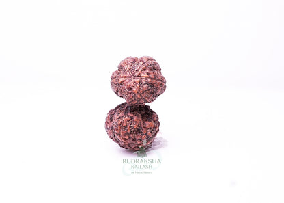 Indonesian Gaurishankar - 02