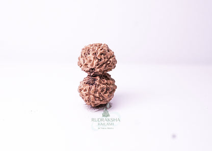 Indonesian Gaurishankar - 03