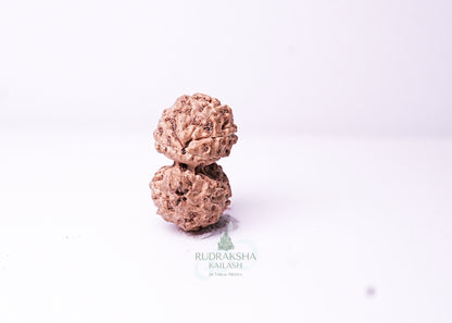 Indonesian Gaurishankar - 03