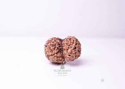 Indonesian Gaurishankar - 03