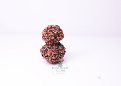 Indonesian Gaurishankar - 04