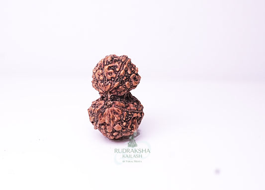 Indonesian Gaurishankar - 04