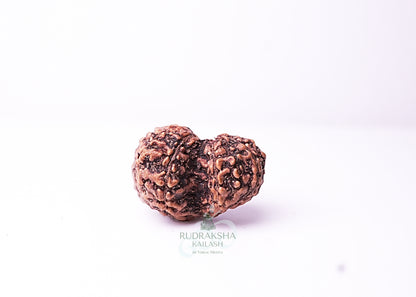 Indonesian Gaurishankar - 04