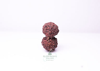 Indonesian Gaurishankar - 06