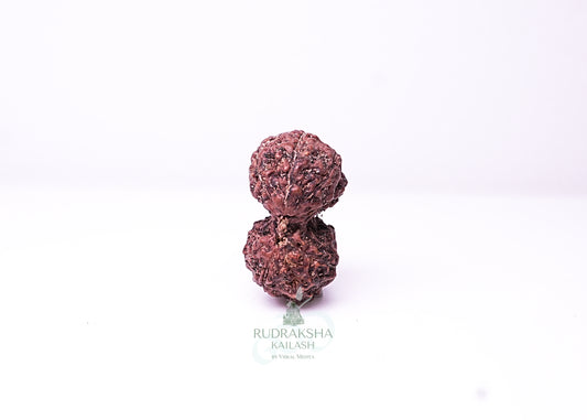 Indonesian Gaurishankar - 06