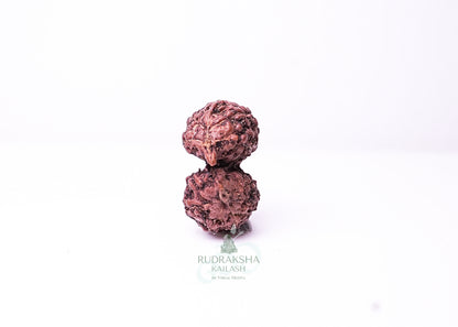 Indonesian Gaurishankar - 06