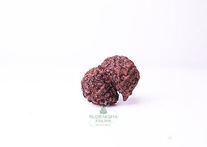 Indonesian Gaurishankar - 06