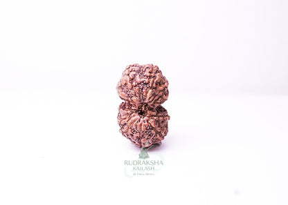 Indonesian Gaurishankar - 08