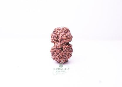 Indonesian Gaurishankar - 08