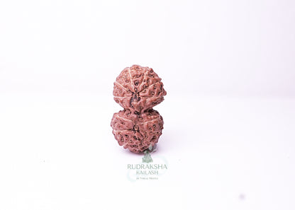 Indonesian Gaurishankar - 09