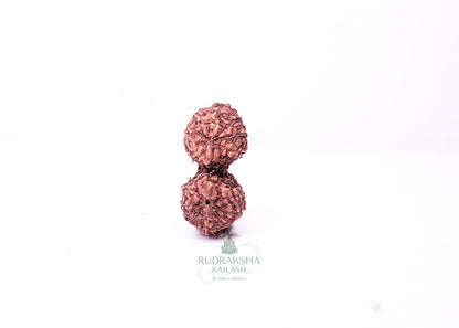 Indonesian Gaurishankar - 10