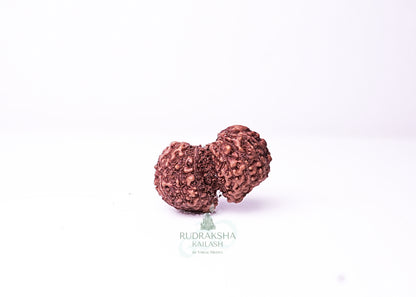 Indonesian Gaurishankar - 10