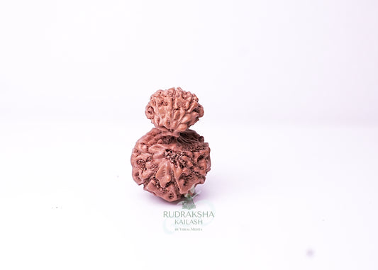 Indonesian Gaurishankar - 11