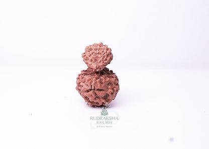 Indonesian Gaurishankar - 11