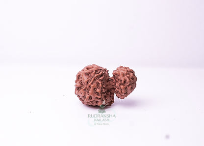 Indonesian Gaurishankar - 11