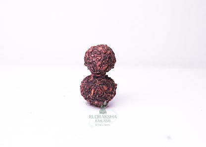 Indonesian Gaurishankar - 12