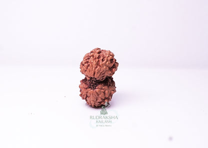 Indonesian Gaurishankar - 14