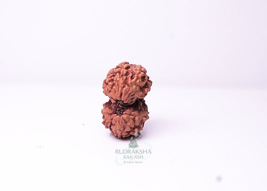 Indonesian Gaurishankar - 14