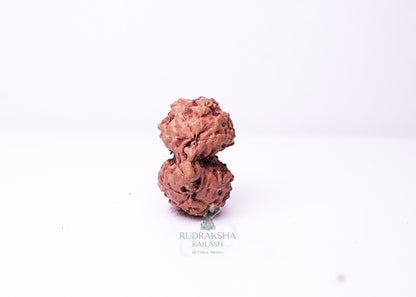 Indonesian Gaurishankar - 14