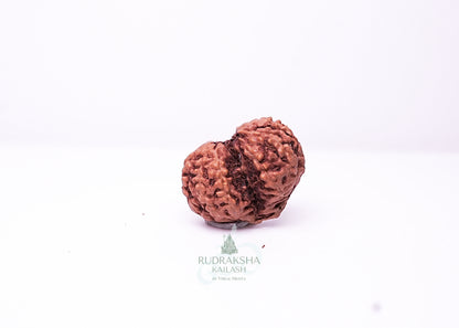 Indonesian Gaurishankar - 14