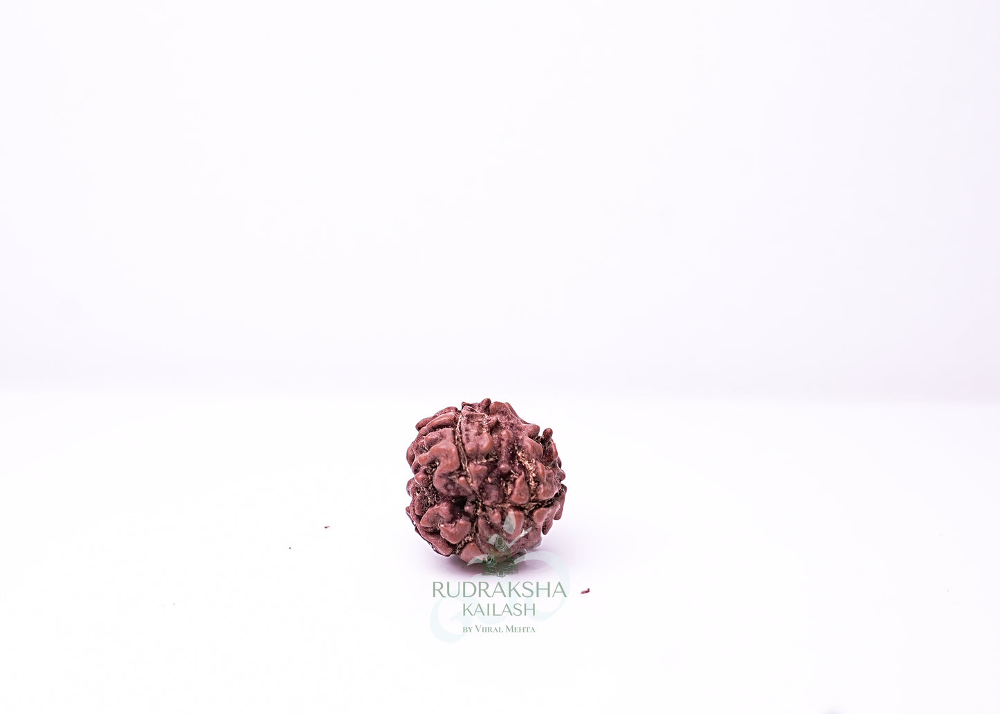 3 Mukhi Nepali Rudraksha - 0301
