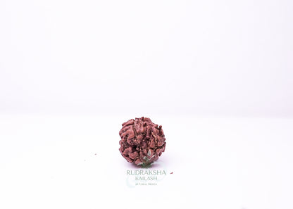 3 Mukhi Nepali Rudraksha - 0301