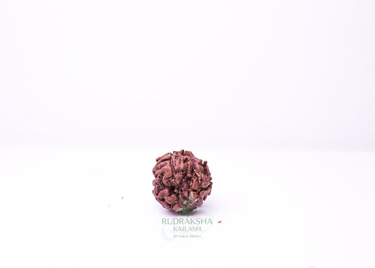 3 Mukhi Nepali Rudraksha - 0301