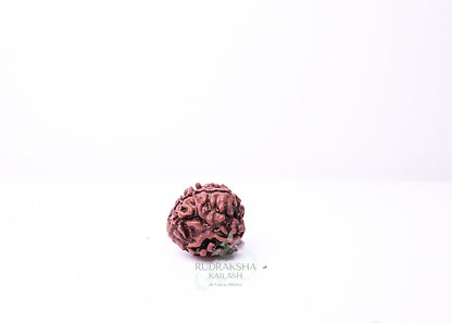 3 Mukhi Nepali Rudraksha - 0301