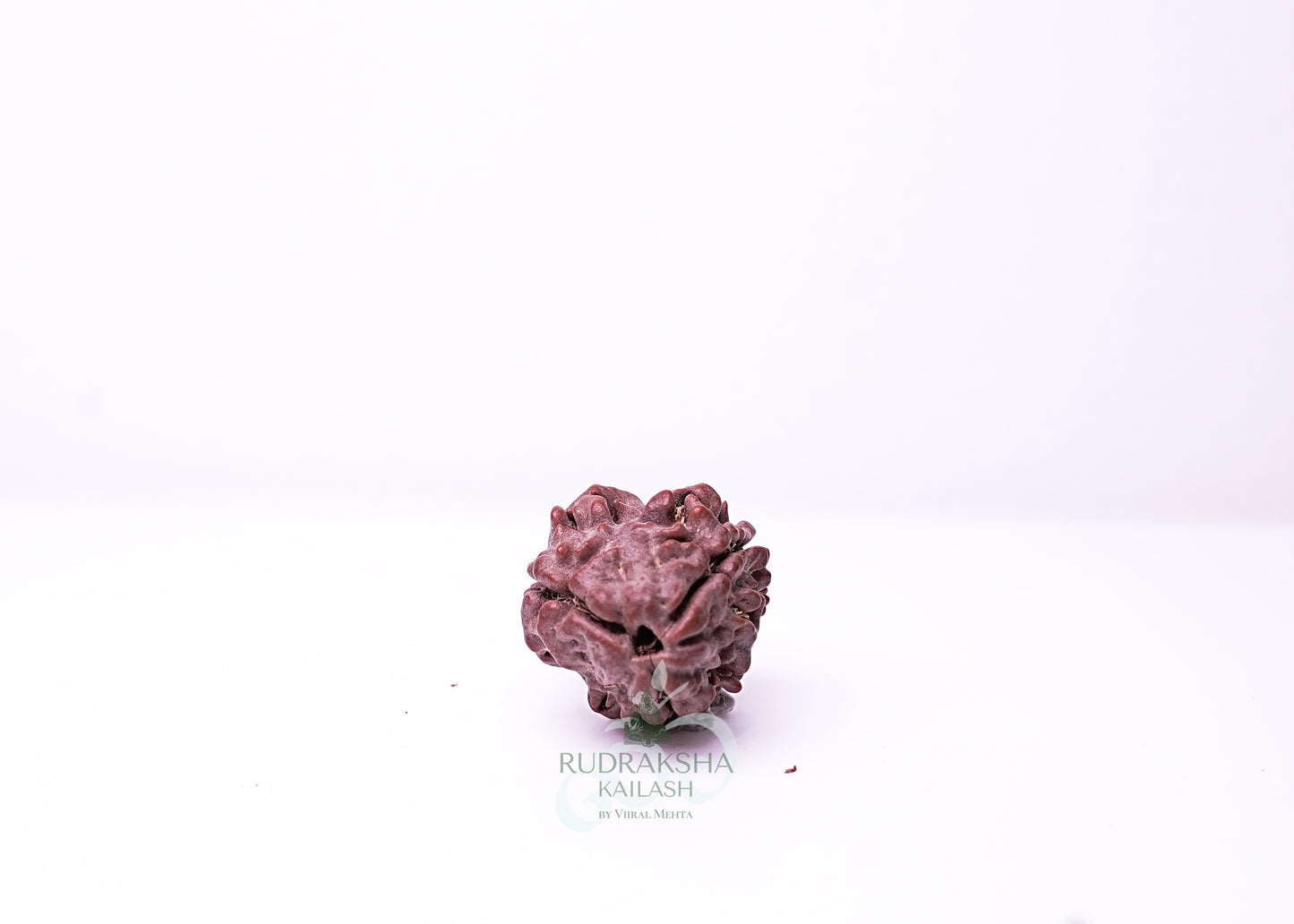 3 Mukhi Nepali Rudraksha - 0302