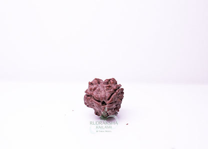 3 Mukhi Nepali Rudraksha - 0302